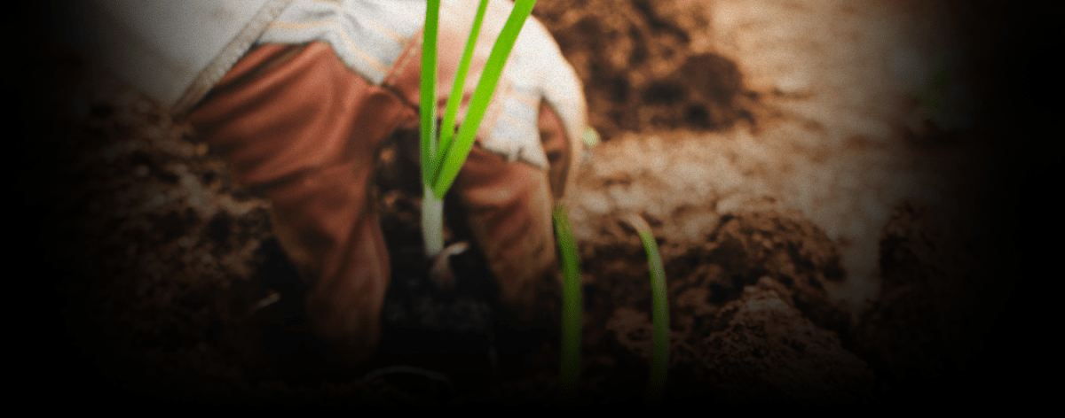 El líder que siembra